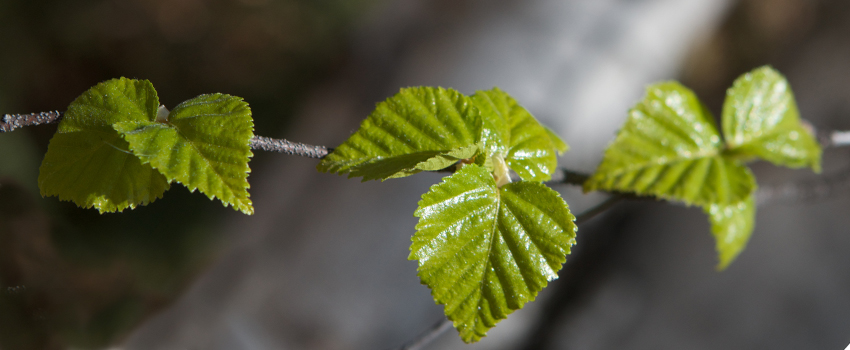 Photo of a spring crocuses