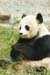 008_Panda